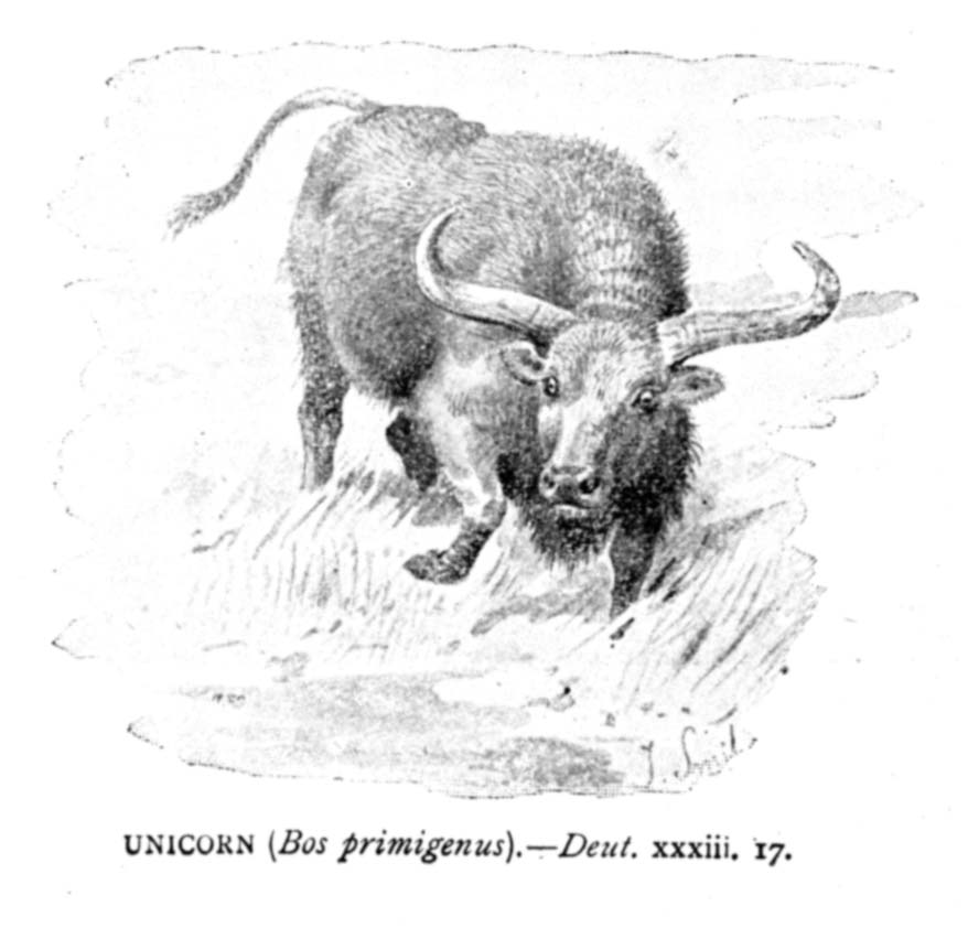 DEUT 33-17 Unicorn